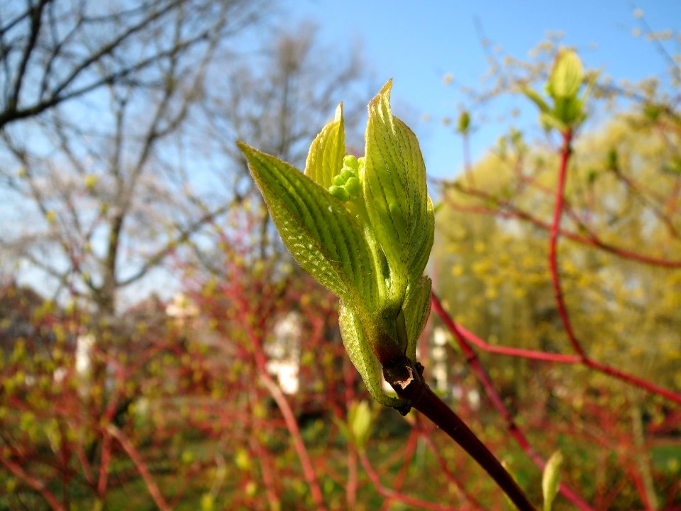 20140307Cornus_alba4