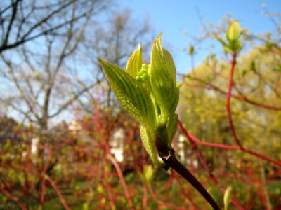 20140307Cornus_alba4