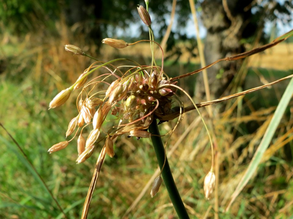 20140724Allium_oleraceum1