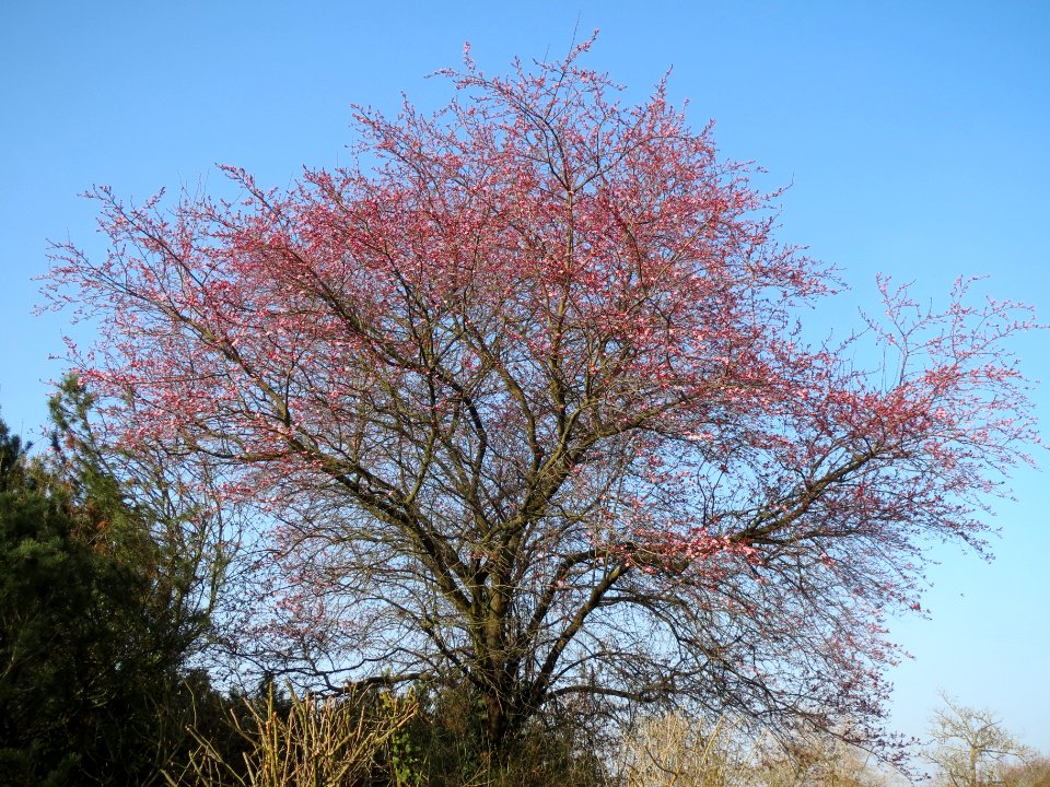 20140308Prunus_cerasifera_Hockenheim3