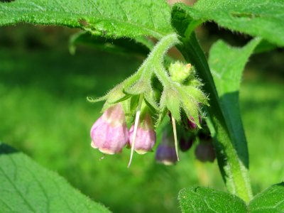 20140723Symphytum_officinale