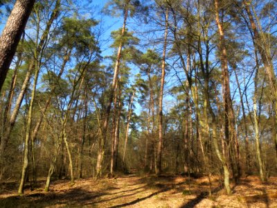 20140310Pinus_sylvestris