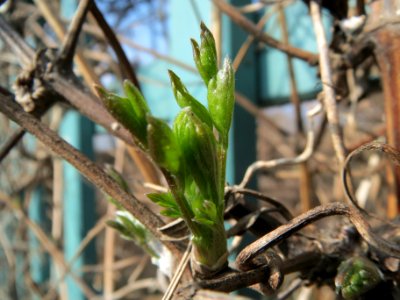 20140308Clematis_vitalba1
