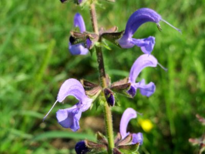 20140723Salvia_pratensis2