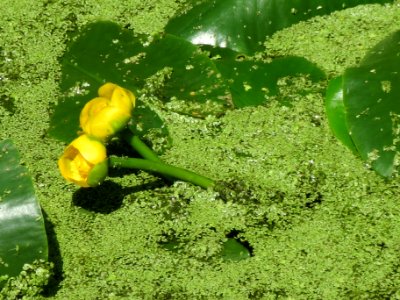 20140630Nuphar_lutea3