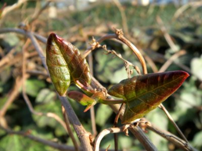 20140308Fallopia_baldschuanica3