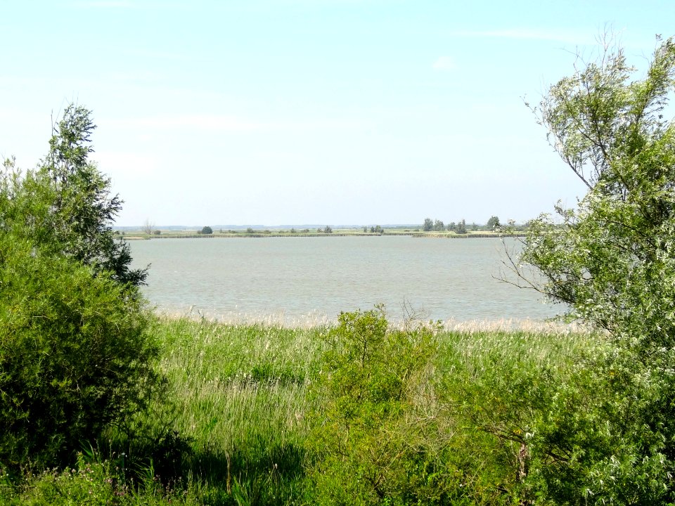 20140703_Keersluisplas1_Oostvaardersplassen