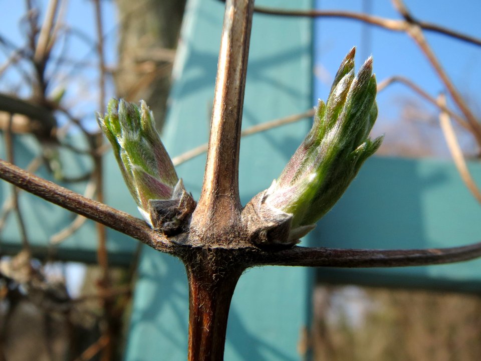 20140308Clematis_vitalba3