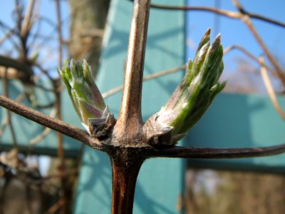 20140308Clematis_vitalba3