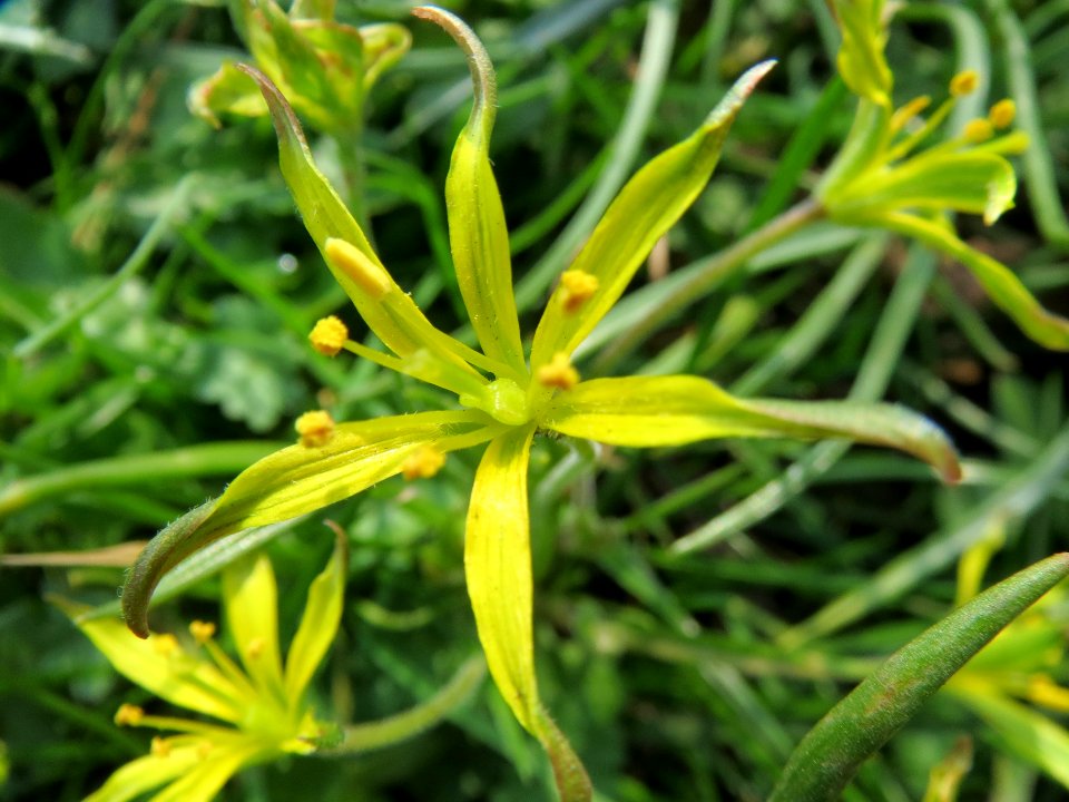 20140308Gagea_villosa2