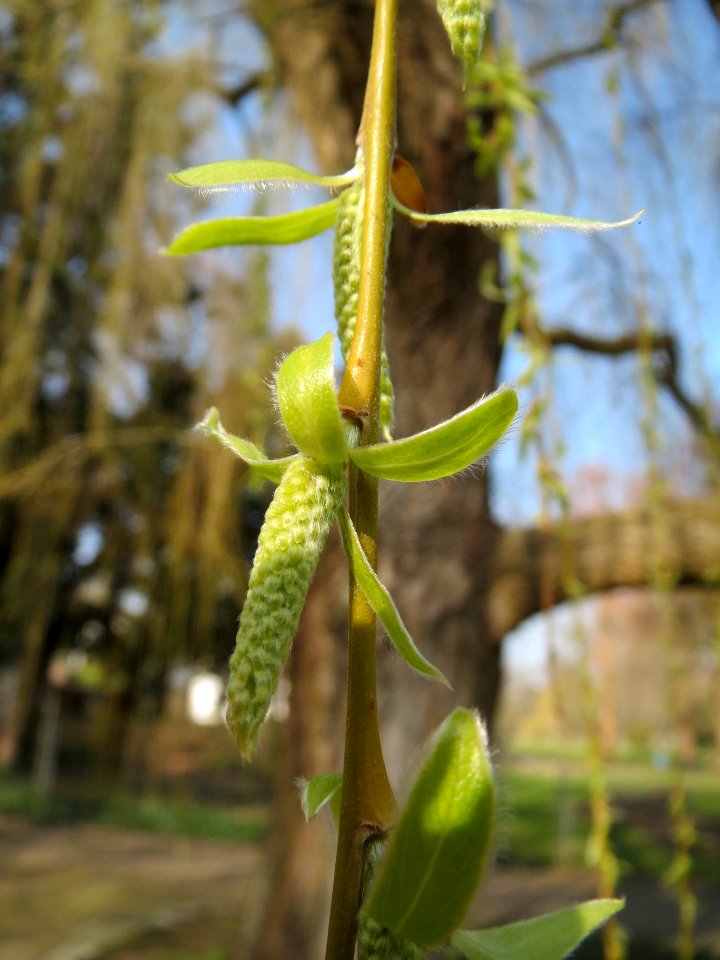 20140307Trauerweide_Ebertpark4