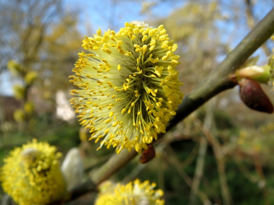 20140307Salix_caprea2