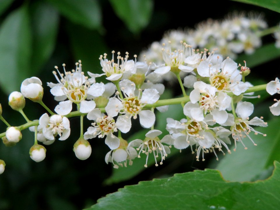 20140511Prunus_serotina1