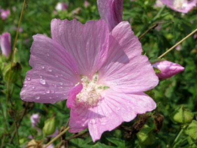 20140724Malva_alcea1