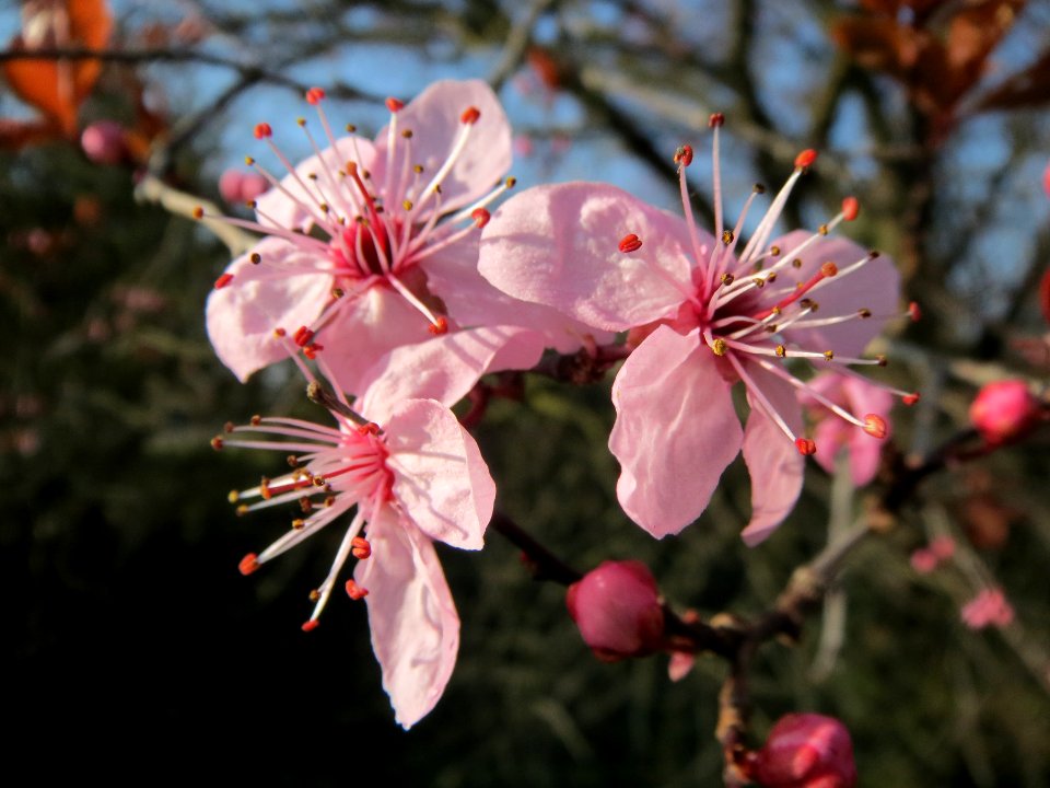 20140308Prunus_cerasifera_Hockenheim5