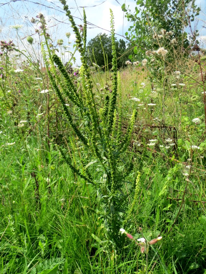 20140724Reseda_luteola02