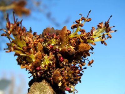 20140307Fraxinus_excelsior