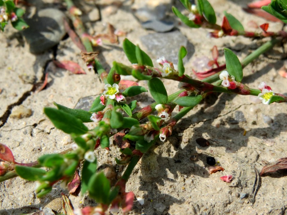 20140724Polygonum_aviculare1