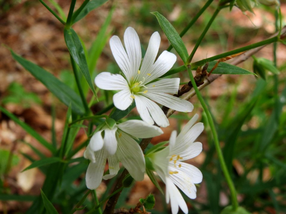 20140513Stellaria_holostea3