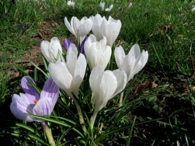 20140310Crocus_vernus_cultivars2
