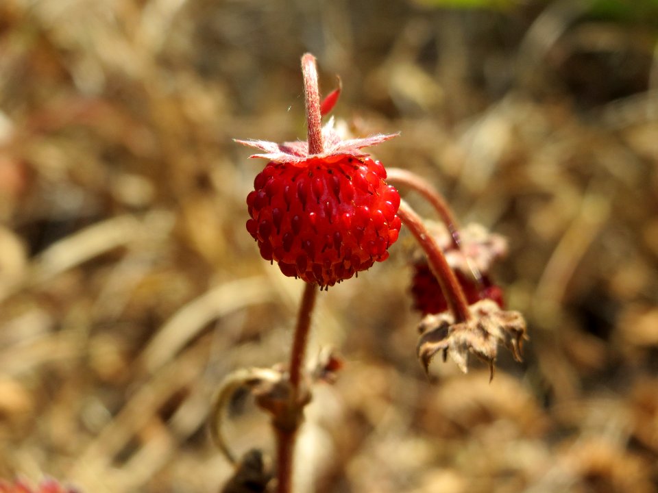 20140703Fragaria_vesca3