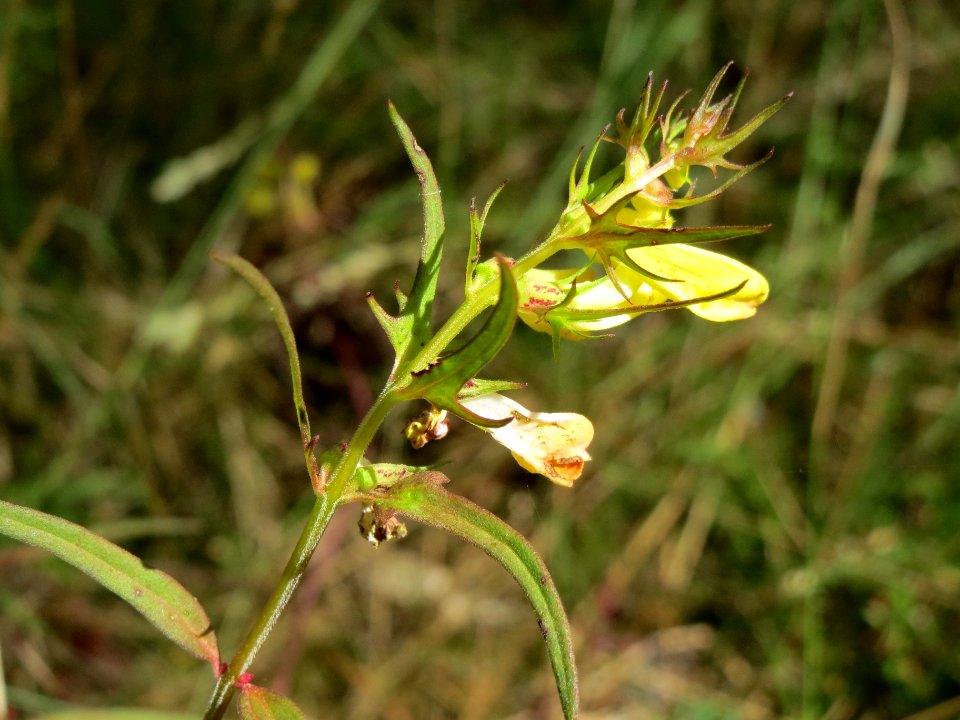 20140625Melampyrum_pratense3