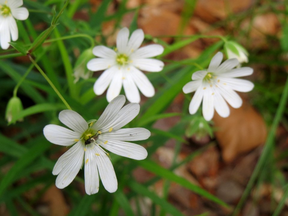 20140513Stellaria_holostea1