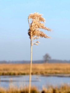 20140310_Rietpluim_Woldlakeweg