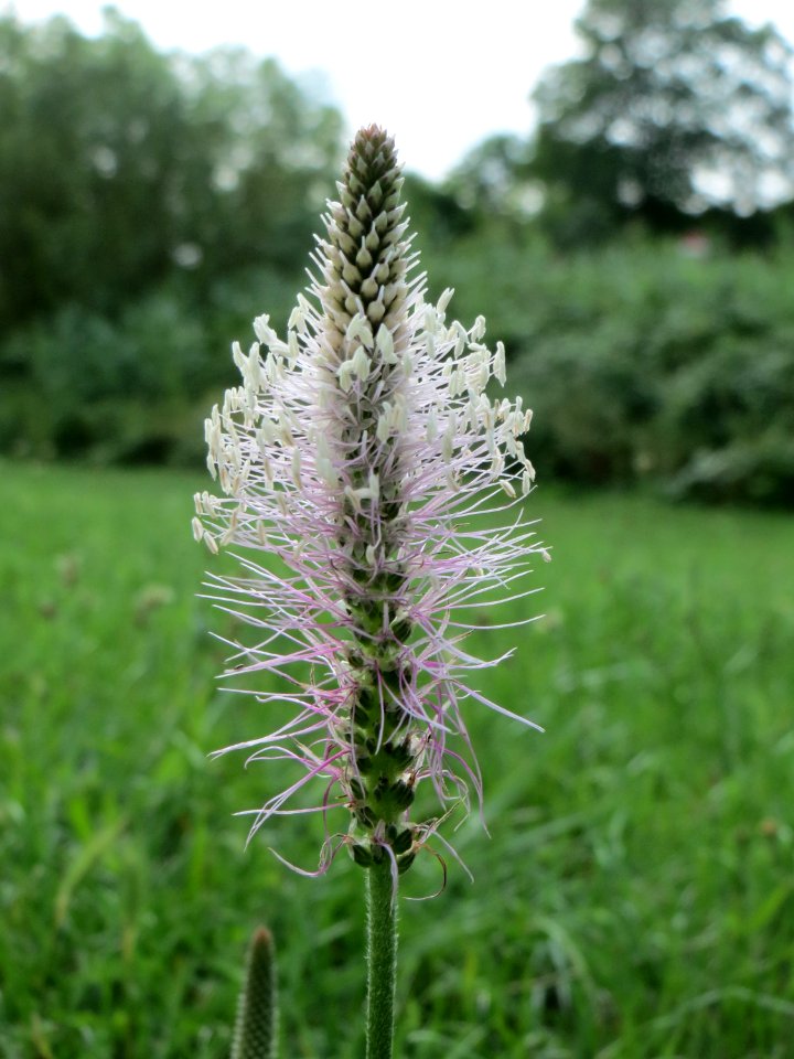 20140711Plantago_media