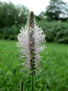 20140711Plantago_media
