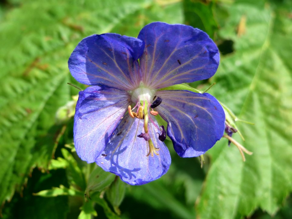 20140630Geranium_pratense1