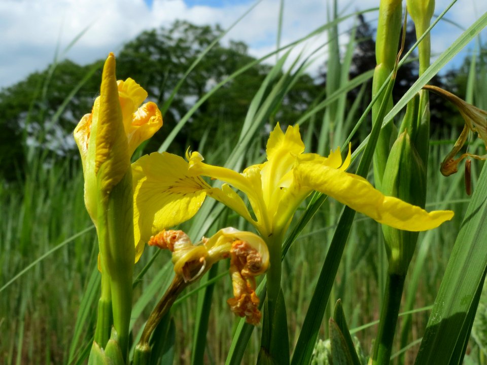 20140513Iris_pseudacorus5