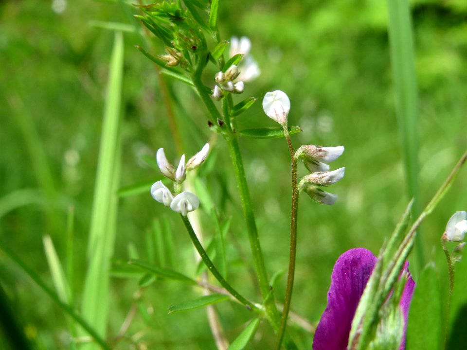 20140513Vicia_hirsuta2