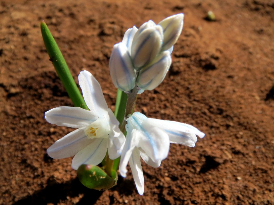 20140310Puschkinia_scilloides2