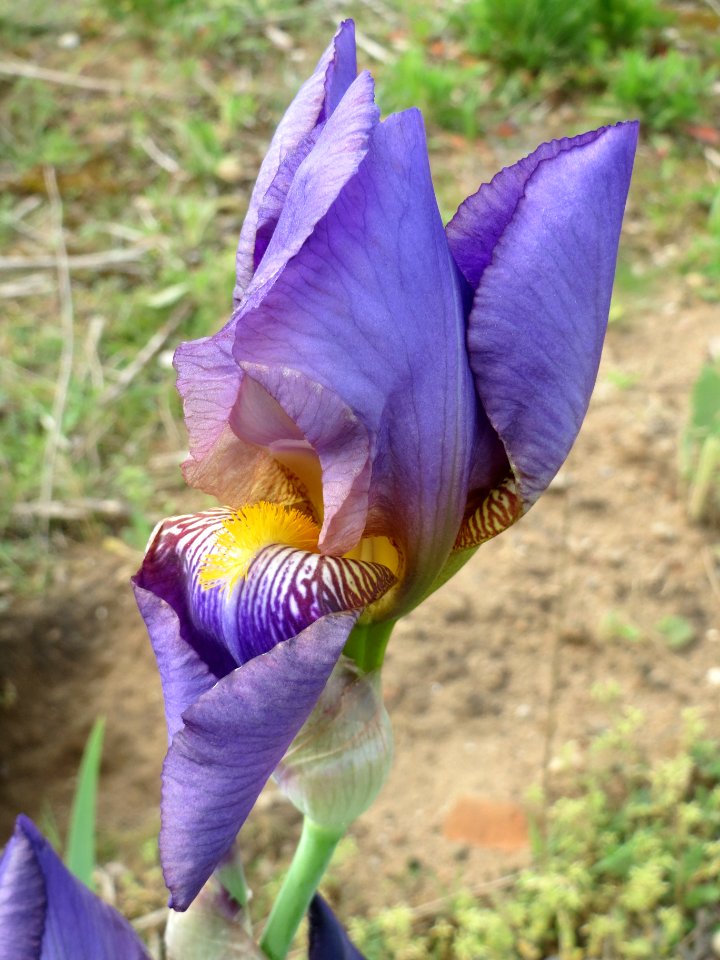 20140427Iris_versicolor3