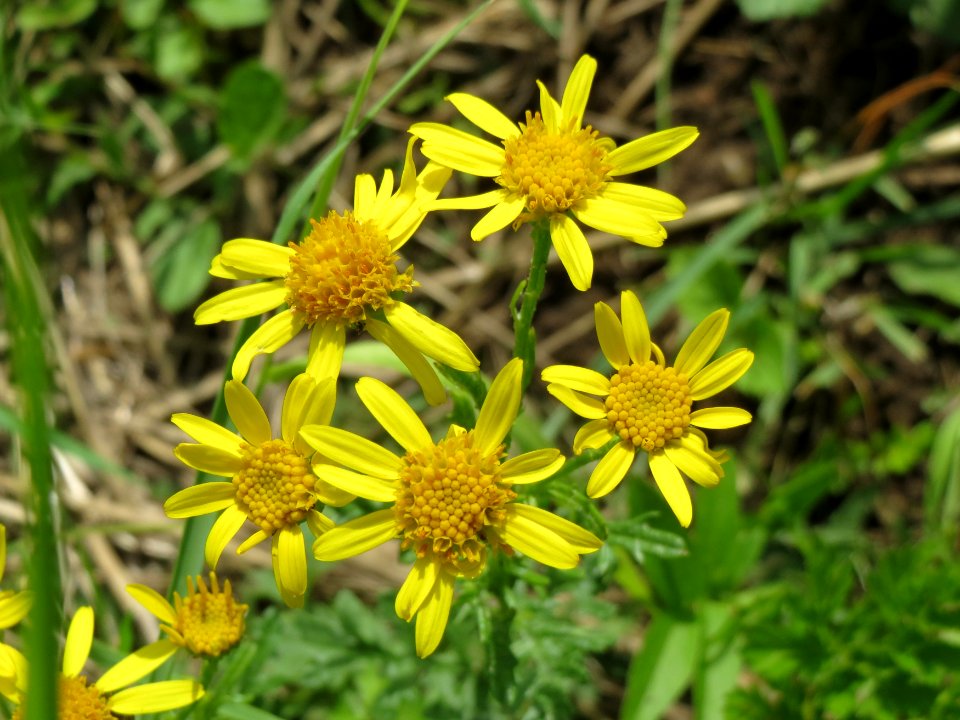 20140715Jacobaea_vulgaris