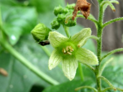 20140630Bryonia_dioica2