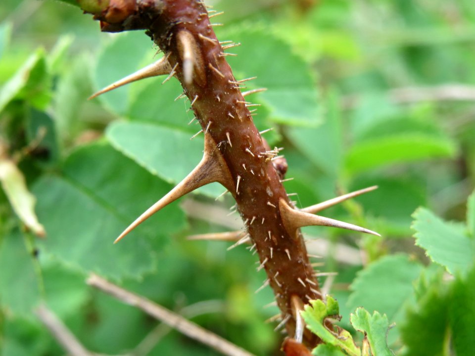 20140427Rosa_spinosissima09