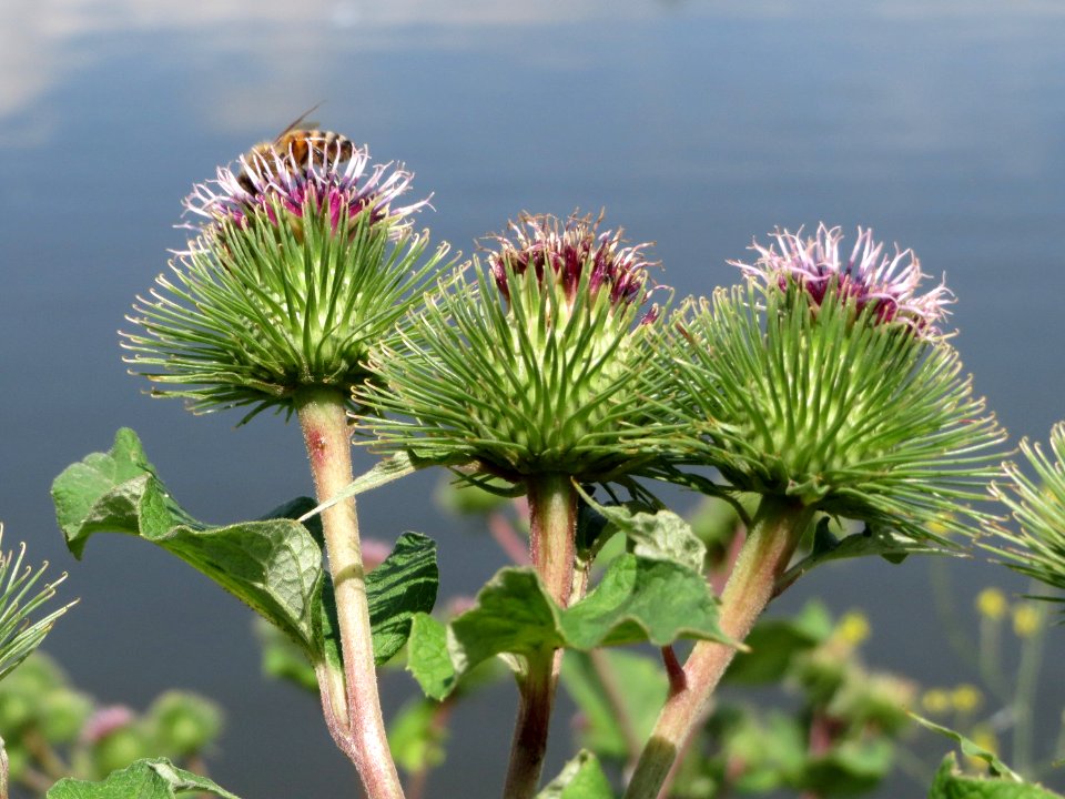 20140715Arctium_lappa1