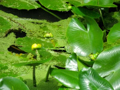 20140630Nuphar_lutea1