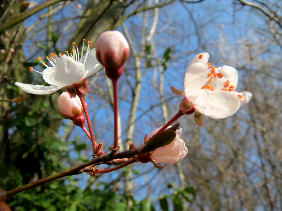 20140307Prunus_cerasifera_Hockenheim4
