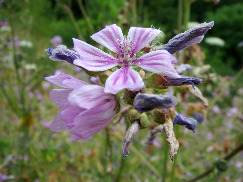 20140704Malva_sylvestris