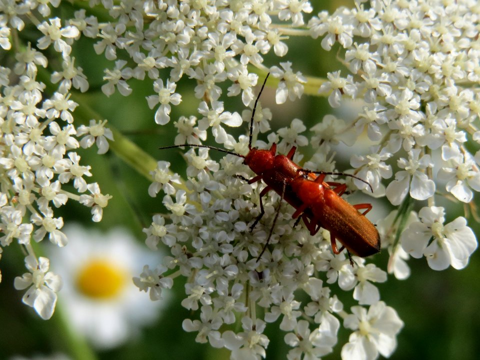 20140701Daucus_carota4