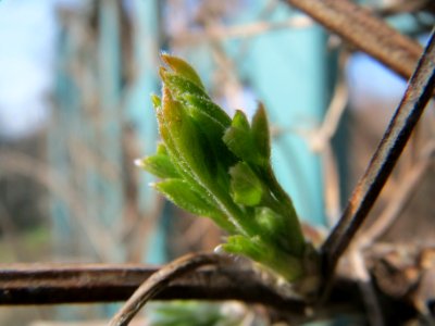 20140308Clematis_vitalba2