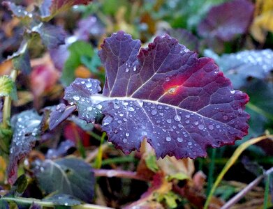 Raindrop winter vegetables agriculture