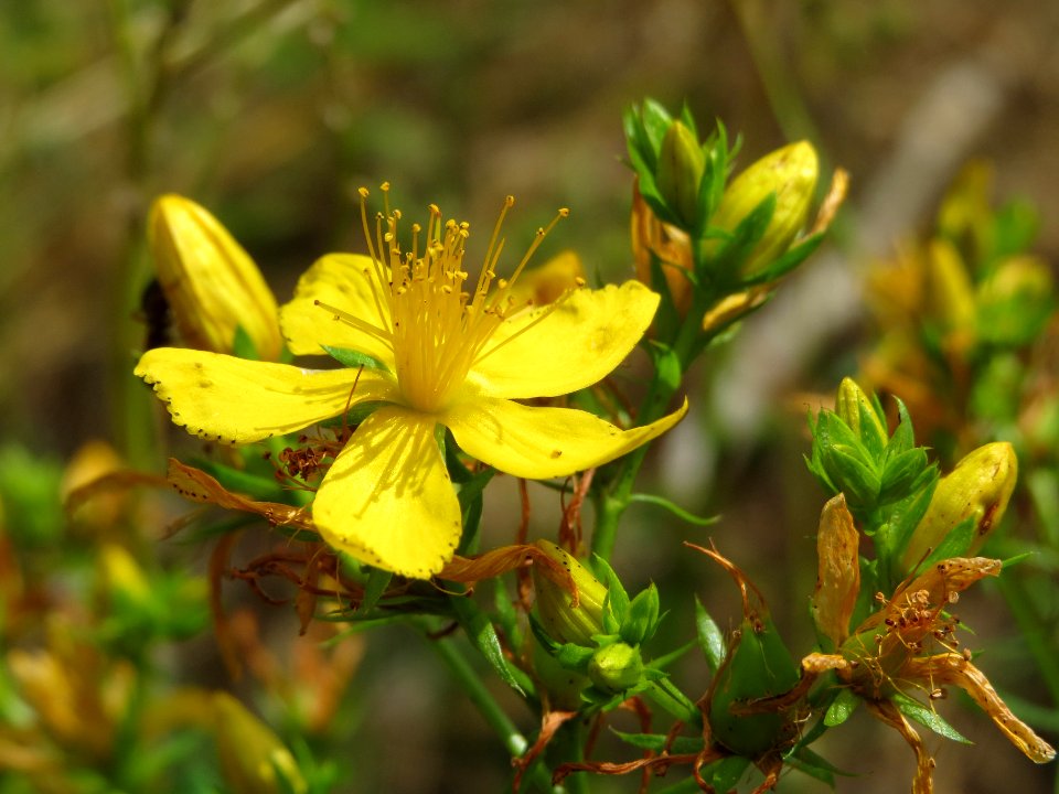 20140704Hypericum_perforatum