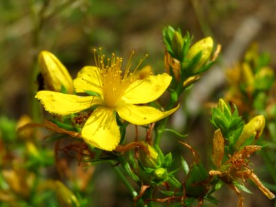 20140704Hypericum_perforatum