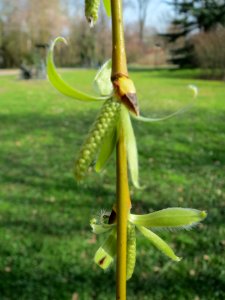 20140307Trauerweide_Ebertpark5