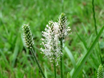 20140714Plantago_media1