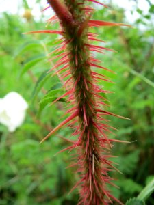 20140427Rosa_spinosissima11